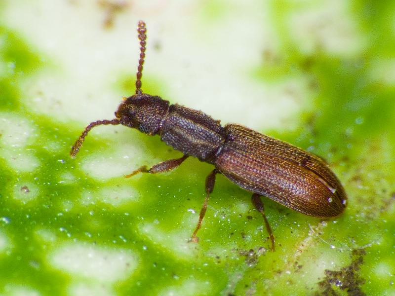 Oryzaephilus surinamensis (Linnaeus, 1758)